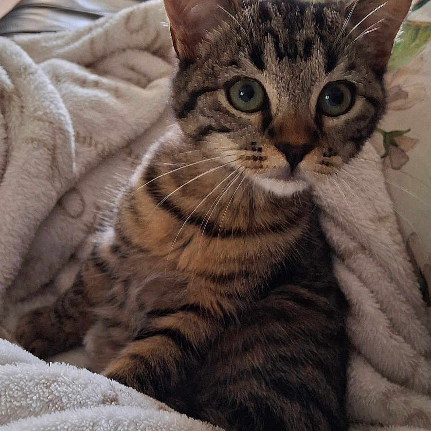 Praline participe au concours pour gagner de l'argent avec cette photo : animal, blanket, cat, closeup, comfort, couch, cozy, curious, ears, eyes, fur, furniture, home, indoor, kitten, pet, relaxing, soft, tabby, whiskers