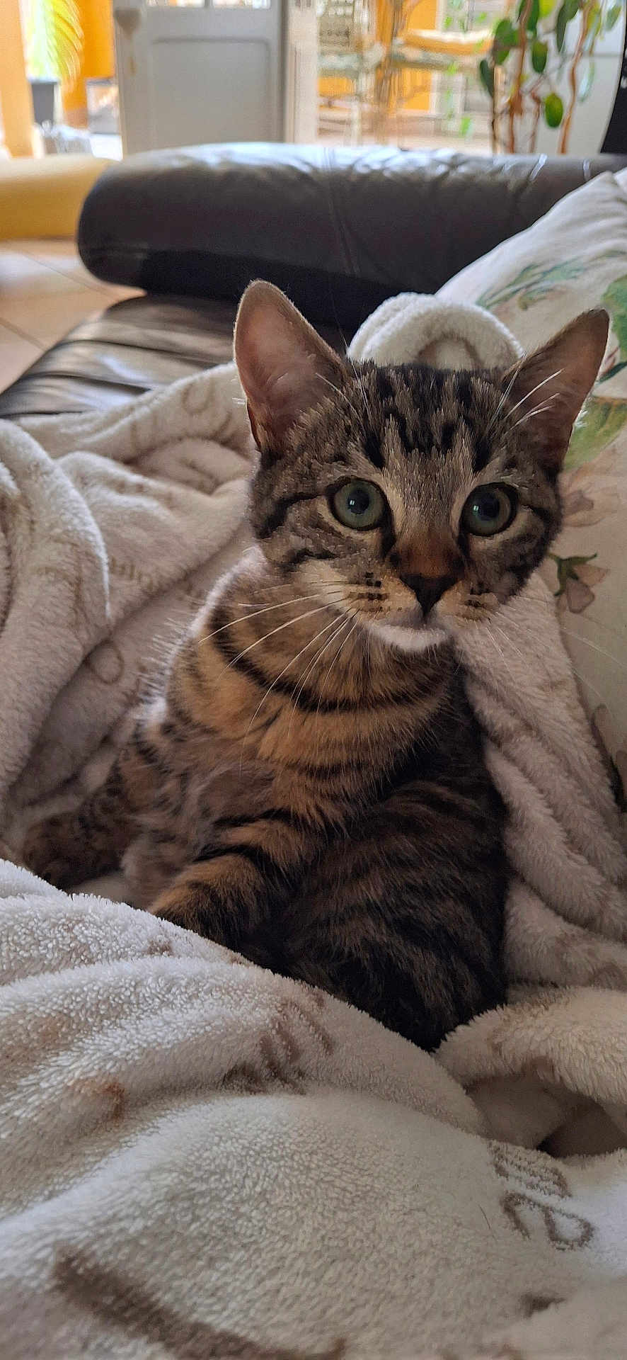 Praline participe au concours pour gagner de l'argent avec cette photo : cat, kitten, tabby, blanket, couch, indoor, pet, fur, whiskers, ears, eyes, cozy, home, comfort, soft, furniture, animal, relaxing, closeup, curious