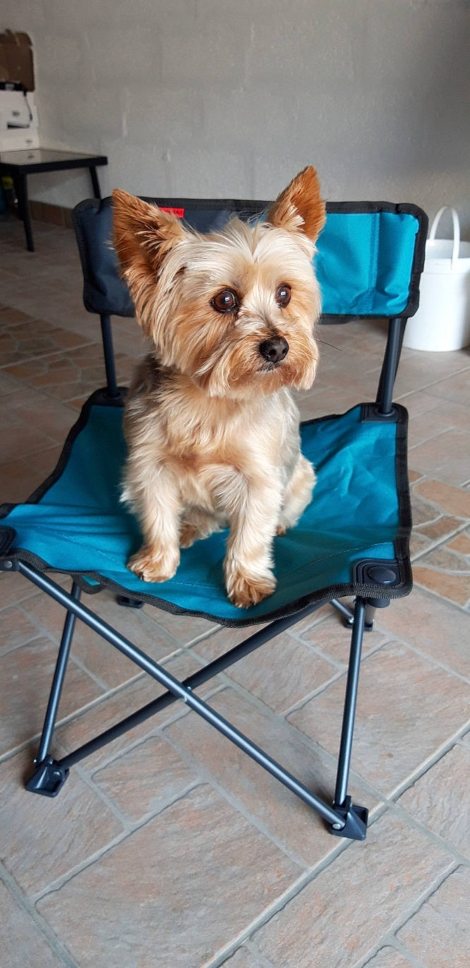 Maya participe au concours pour gagner de l'argent avec cette photo : biewer_terrier, blue, canidae, carnivore, chair, clock, collar, companion_dog, dog, dog_breed, dog_supply, fashion_accessory, fawn, flooring, pet_supply, small_terrier, sporting_group, terrier, toy_dog, yorkipoo