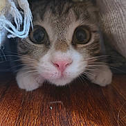 Luna is registered to the contest to win money with this photo: cat, animal, pet, cute, curious, blanket, cozy, indoor, fur, whiskers, pink_nose, closeup, wooden_floor, tabby, face, paws, hiding, soft_light, texture, domestic_animal