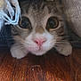 cat, animal, pet, cute, curious, blanket, cozy, indoor, fur, whiskers, pink_nose, closeup, wooden_floor, tabby, face, paws, hiding, soft_light, texture, domestic_animal