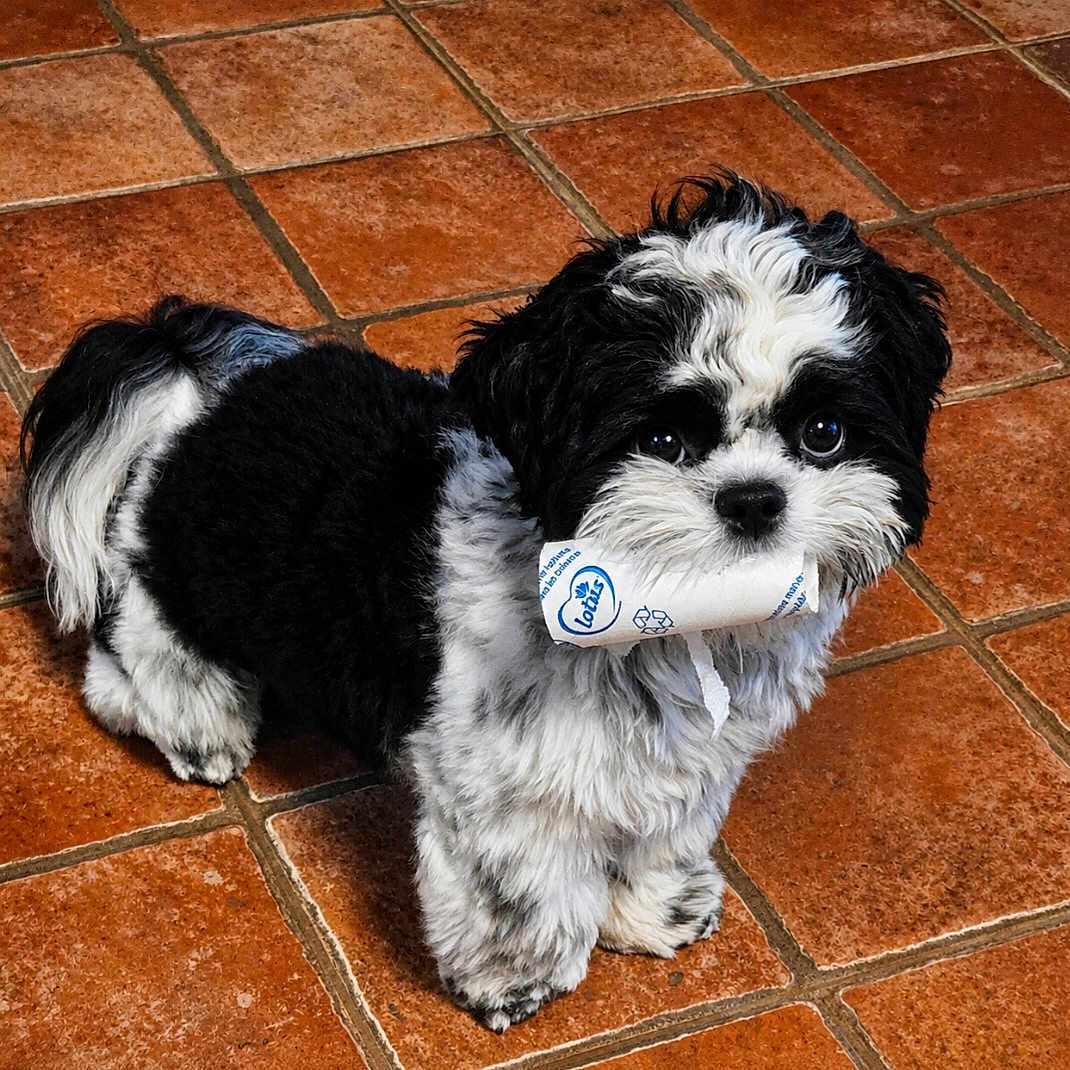 Dyson participe au concours pour gagner de l'argent avec cette photo : puppy, dog, black_and_white, fluffy, pet, animal, indoor, floor, tiles, cute, small, fur, eyes, looking_up, standing, mischievous, adorable, domestic, companion, playful