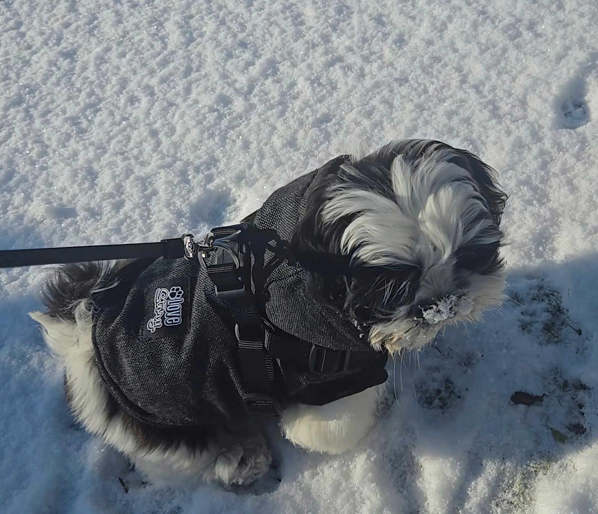 Dyson participe au concours pour gagner de l'argent avec cette photo : dog, snow, black_and_white, pet, leash, jacket, winter, outdoor, fur, canine, cold, animal, walking, nature, snowy_ground, cute, small_dog, playful, winter_clothing, adorable