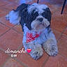 Dyson a rejoint le concours — aidez-le/la à gagner de superbes lots ! dog, indoor, floor, tile, bandana, black_and_white, pet, cute, animal, fur, looking_up, small_dog, resting, domestic_animal, red_bandana, legs, furniture, curious, cozy, companion