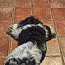 Dyson participe au concours pour gagner de l'argent avec cette photo : dog, black_and_white, lying_down, fluffy, tile_floor, relaxed, pet, indoor, fur, stretching, animal, companion, resting, home, cute, paw, canine, domestic, flooring, quiet