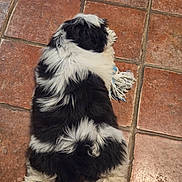 Dyson a rejoint le concours — aidez-le/la à gagner de superbes lots ! dog, black_and_white, fluffy, lying_down, floor, tile_floor, toy, rope_toy, pet, animal, paw, fur, indoor, relaxed, cute, companion, resting, playful, canine, back_view