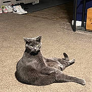 Mister Kitty joined the competition — help win amazing prizes! animal, carpet, cat, curious, cute, domestic_animal, feline, floor, fur, gray_cat, green_eyes, home, indoor, mammal, pet, relaxed, resting, shoes, sitting, whiskers