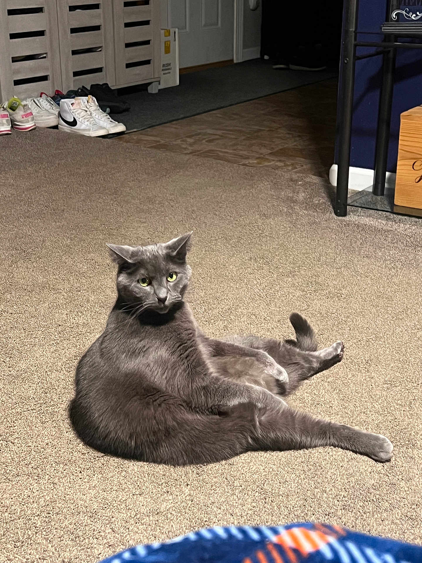 Mister Kitty
