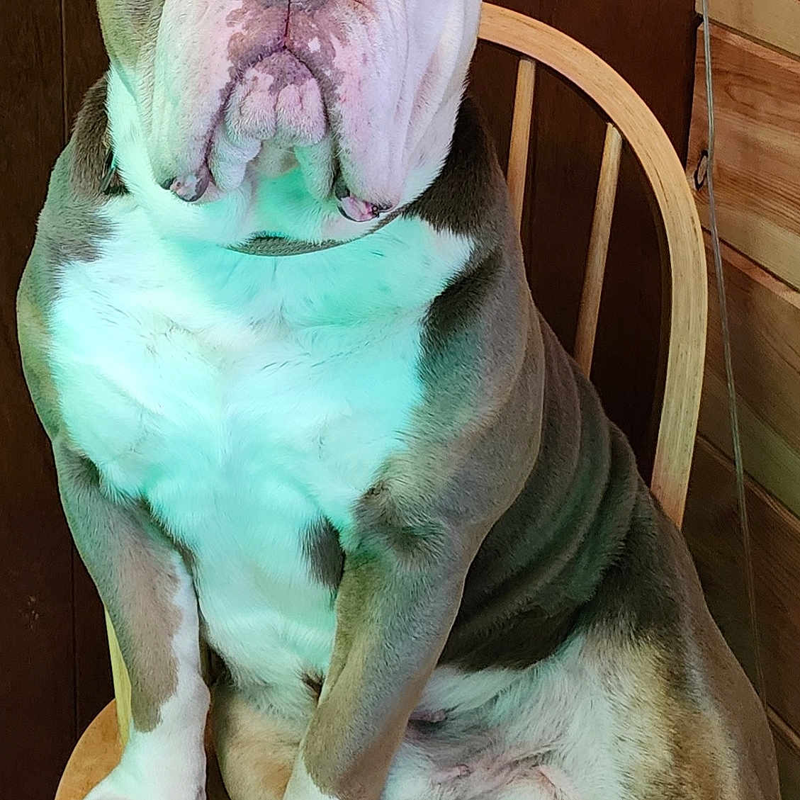 Tango joined the competition — help win amazing prizes! animal, boxer, bulldog, canine, chair, dog, frenchbulldog, furniture, indoors, interiordesign, person, pet, pitbull, puppy, sleeping, snout, whitedog, wood