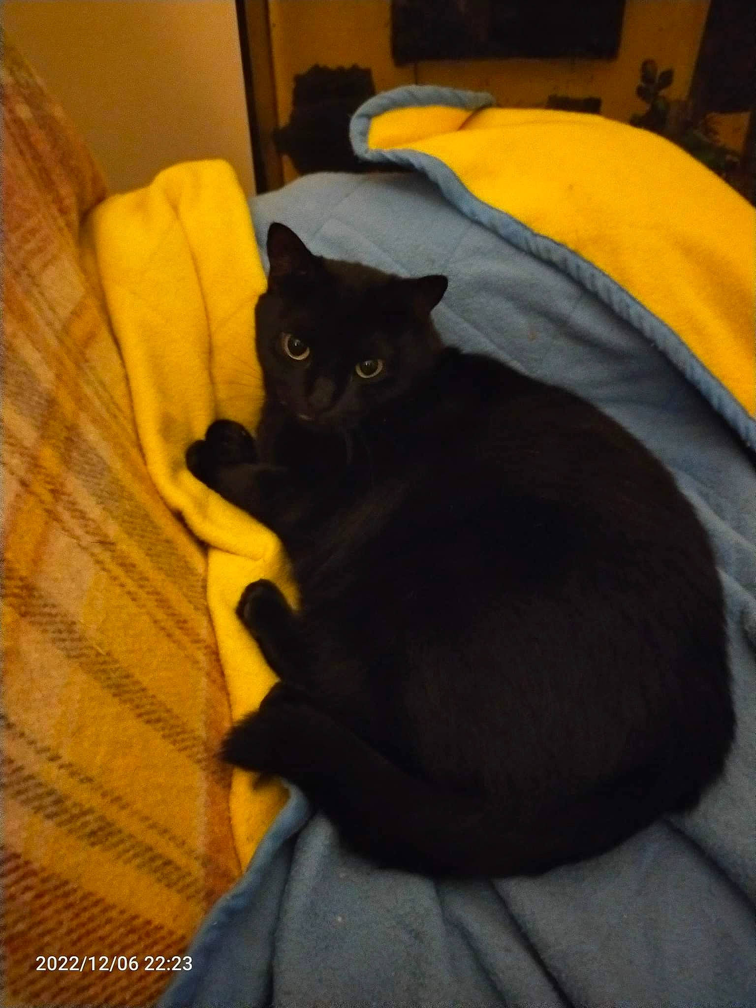 Romy participe au concours pour gagner de l'argent avec cette photo : bed, black_cat, bombay, carnivore, cat, cat_supply, comfort, domestic_short_haired_cat, felidae, flooring, fur, grey, hardwood, linens, room, small_to_medium_sized_cats, snout, tail, whiskers, wood