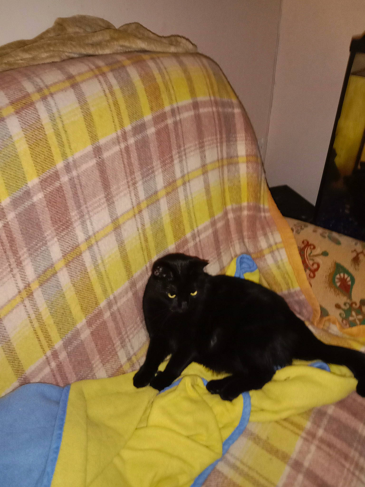 Romy participe au concours pour gagner de l'argent avec cette photo : bed, black_cat, bombay, carnivore, cat, comfort, domestic_short_haired_cat, felidae, grey, linens, mammal, pattern, picture_frame, plaid, room, small_to_medium_sized_cats, tail, tartan, vertebrate, whiskers