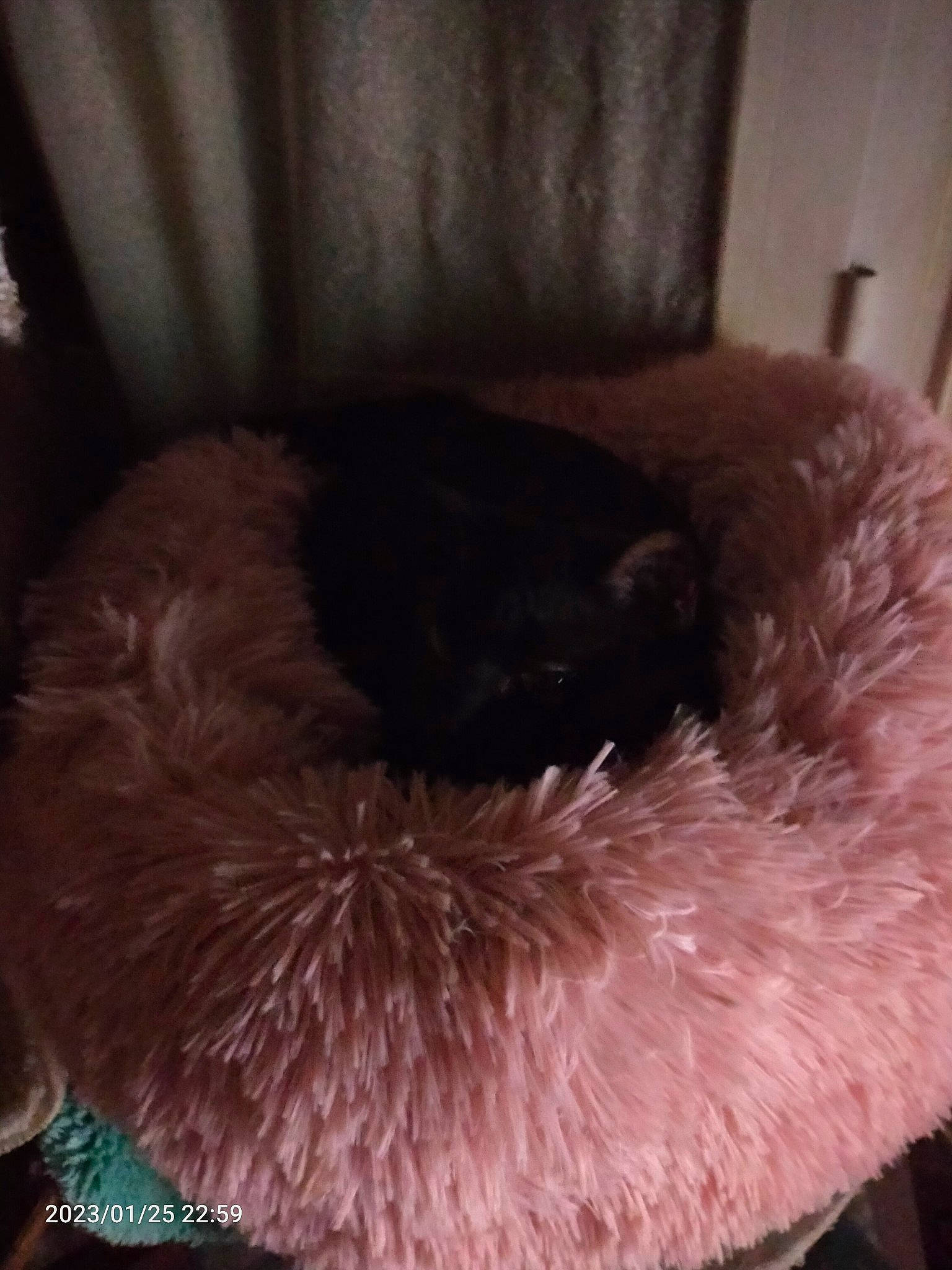 Romy participe au concours pour gagner de l'argent avec cette photo : carnivore, cat, cat_bed, cat_supply, comfort, couch, curtain, dog_breed, felidae, fur, liver, magenta, room, small_to_medium_sized_cats, tail, terrestrial_animal, whiskers, wool