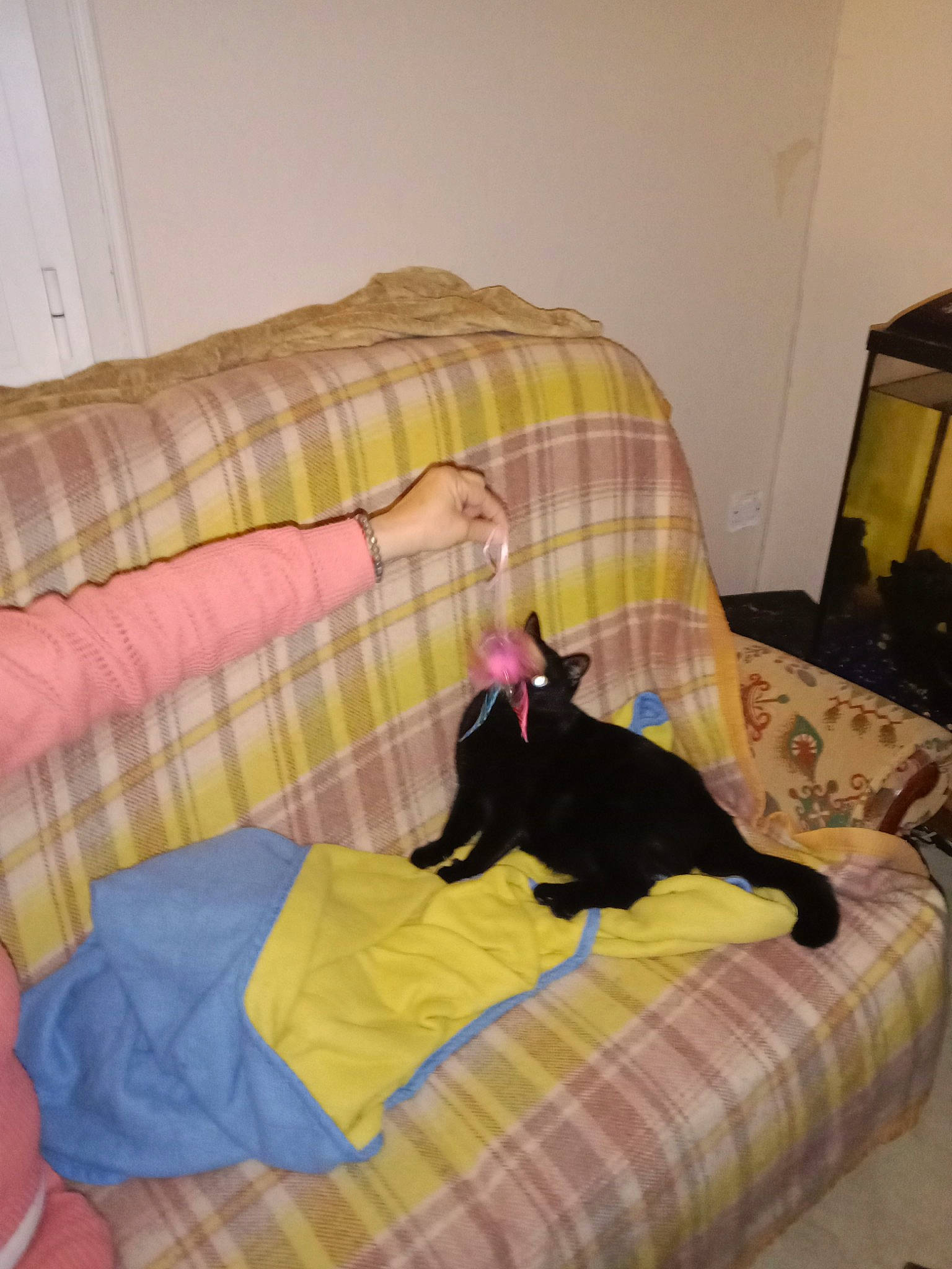 Romy participe au concours pour gagner de l'argent avec cette photo : bed, bed_frame, bed_sheet, bedding, bedroom, carnivore, comfort, felidae, flooring, furniture, hardwood, interior_design, lamp, linens, room, small_to_medium_sized_cats, textile, tints_and_shades, window_treatment, wood