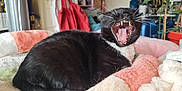 Pixel a rejoint le concours — aidez-le/la à gagner de superbes lots ! cat, black_cat, white_fur, yawning, teeth, tongue, pet, indoor, blanket, cozy, furniture, plant, home, fur, animal, relaxed, closeup, whiskers, mouth_open, resting