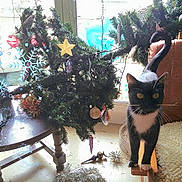 Pixel participe au concours pour gagner de l'argent avec cette photo : cat, tuxedo_cat, christmas_tree, fallen_tree, ornaments, lights, chair, table, window, indoor, decorations, curious, pet, furniture, holiday, cozy, black_and_white_cat, whiskers, tail_up, floor