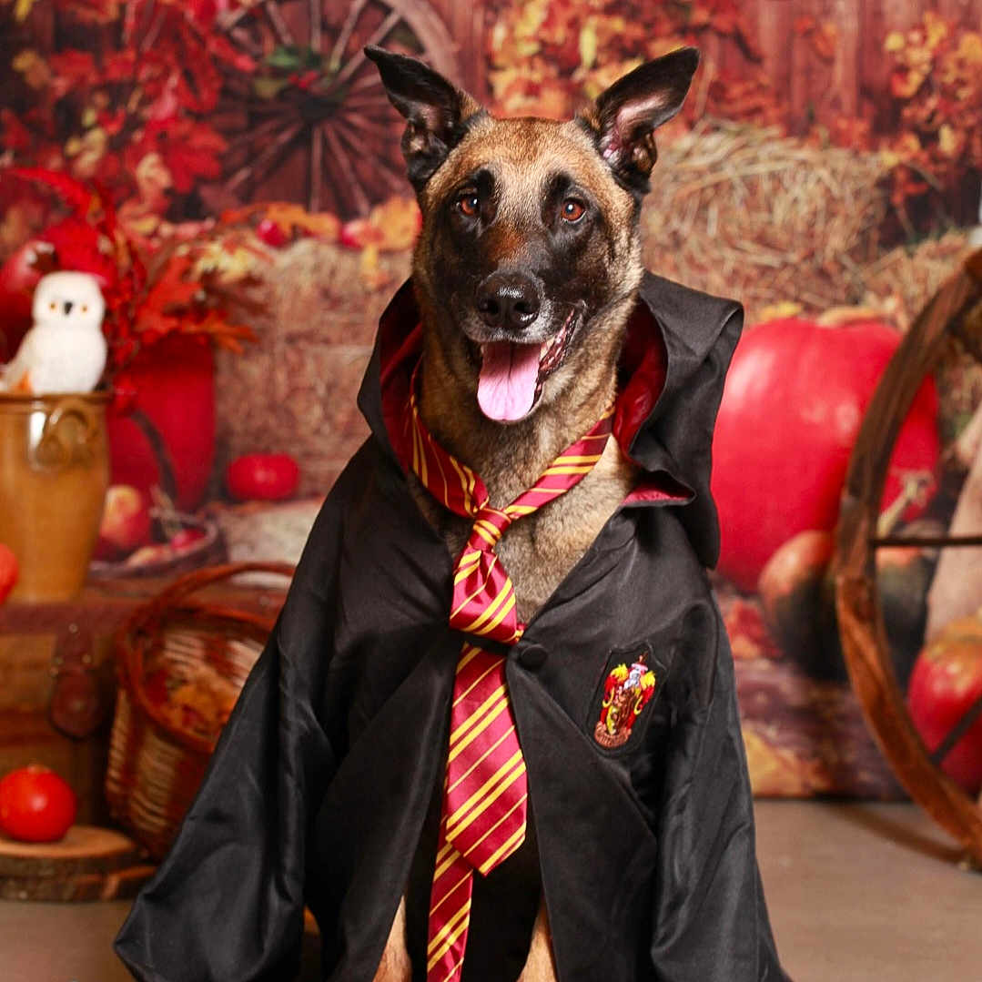 Olympe participe au concours pour gagner de l'argent avec cette photo : animal, canine, clothing, costume, dog, face, footwear, formalwear, germanshepherd, head, machine, person, pet, photography, plant, portrait, pottedplant, puppy, shoe, wheel