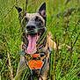 animal, canine, collar, dog, ears_up, field, grass, greenery, happy, harness, muzzle, nature, outdoor, paw, pet, playful, relaxed, summer, tongue, tongue_out