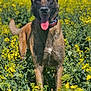 animal, blue_sky, canine, collar, daylight, dog, ears_up, field, fur, grass, greenery, happy, nature, outdoor, pet, spring, standing, sunny, tongue_out, yellow_flowers