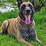 animal, belgian_malinois, canine, collar, daylight, dog, ears_up, focus, grass, greenery, happy, lying_down, mammal, nature, outdoor, pet, playful, portrait, summer, tongue_out