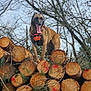 animal, bark, branches, brown_dog, canine, daylight, dog, forest, harness, logs, nature, outdoor, pet, pile, playful, standing, tongue_out, tree, wood, woodpile