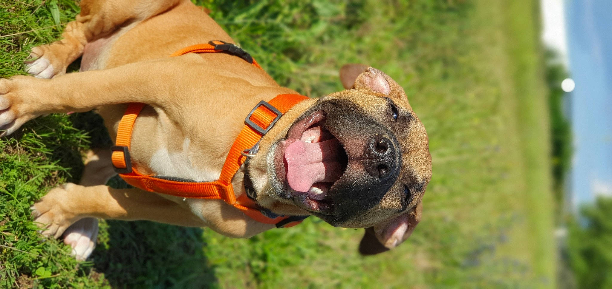 Prada a rejoint le concours — aidez-le/la à gagner de superbes lots ! adventure, canidae, carnivore, dog_breed, dog_supply, fashion_accessory, fawn, glove, grass, human_body, leash, personal_protective_equipment, recreation, snout, sporting_group, sports_gear, sunglasses, terrestrial_animal, wood, working_animal