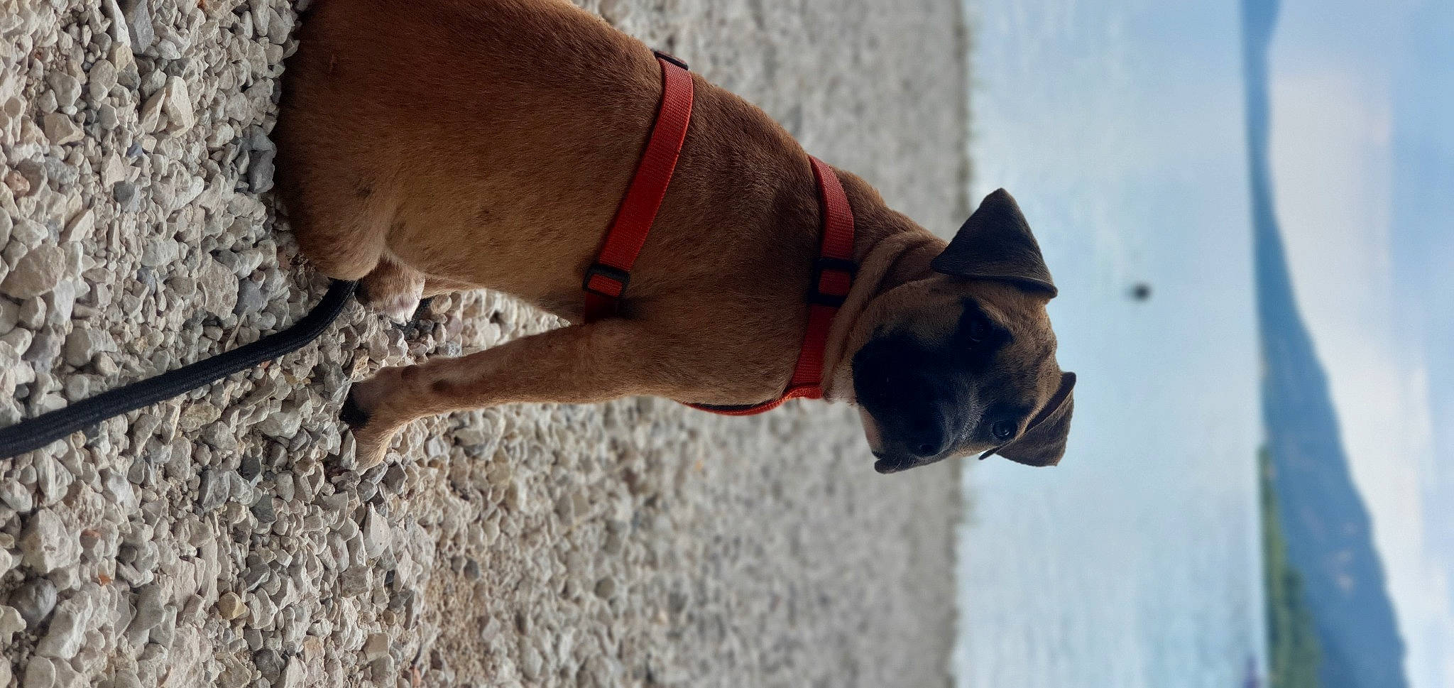 Prada a rejoint le concours — aidez-le/la à gagner de superbes lots ! canidae, carmine, carnivore, collar, companion_dog, dog, dog_breed, dog_clothes, dog_collar, dog_supply, ear, fashion_accessory, fawn, leash, pet_supply, snout, sporting_group, tail, wood, working_animal