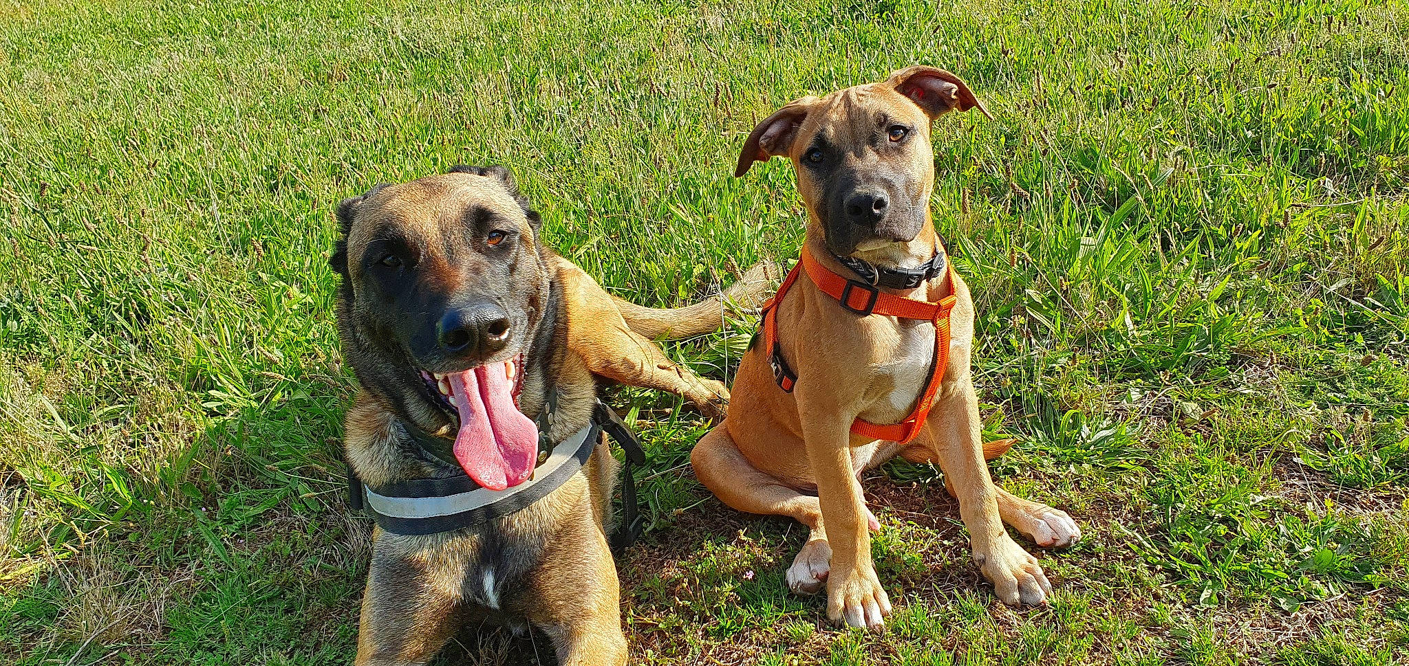 Prada a rejoint le concours — aidez-le/la à gagner de superbes lots ! adventure, canidae, carnivore, collar, companion_dog, dog, dog_breed, dog_collar, dog_supply, fawn, grass, guard_dog, leash, pet_supply, plant, recreation, snout, sporting_group, working_animal, working_dog