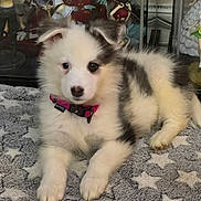 Anya participe au concours pour gagner de l'argent avec cette photo : puppy, dog, animal, pet, cute, fluffy, collar, blanket, star_pattern, indoors, figurines, anime, toy_collection, white, black, gray, lying_down, young, fur, adorable