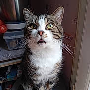 Titoune a rejoint le concours — aidez-le/la à gagner de superbes lots ! cat, tabby, white_chest, pet, animal, sitting, portrait, close_up, whiskers, green_eyes, ears, fur, striped_fur, pink_nose, indoors, kitchen, chair, shelf, appliance, funny_expression