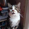 cat, tabby, white_chest, pet, animal, sitting, portrait, close_up, whiskers, green_eyes, ears, fur, striped_fur, pink_nose, indoors, kitchen, chair, shelf, appliance, funny_expression