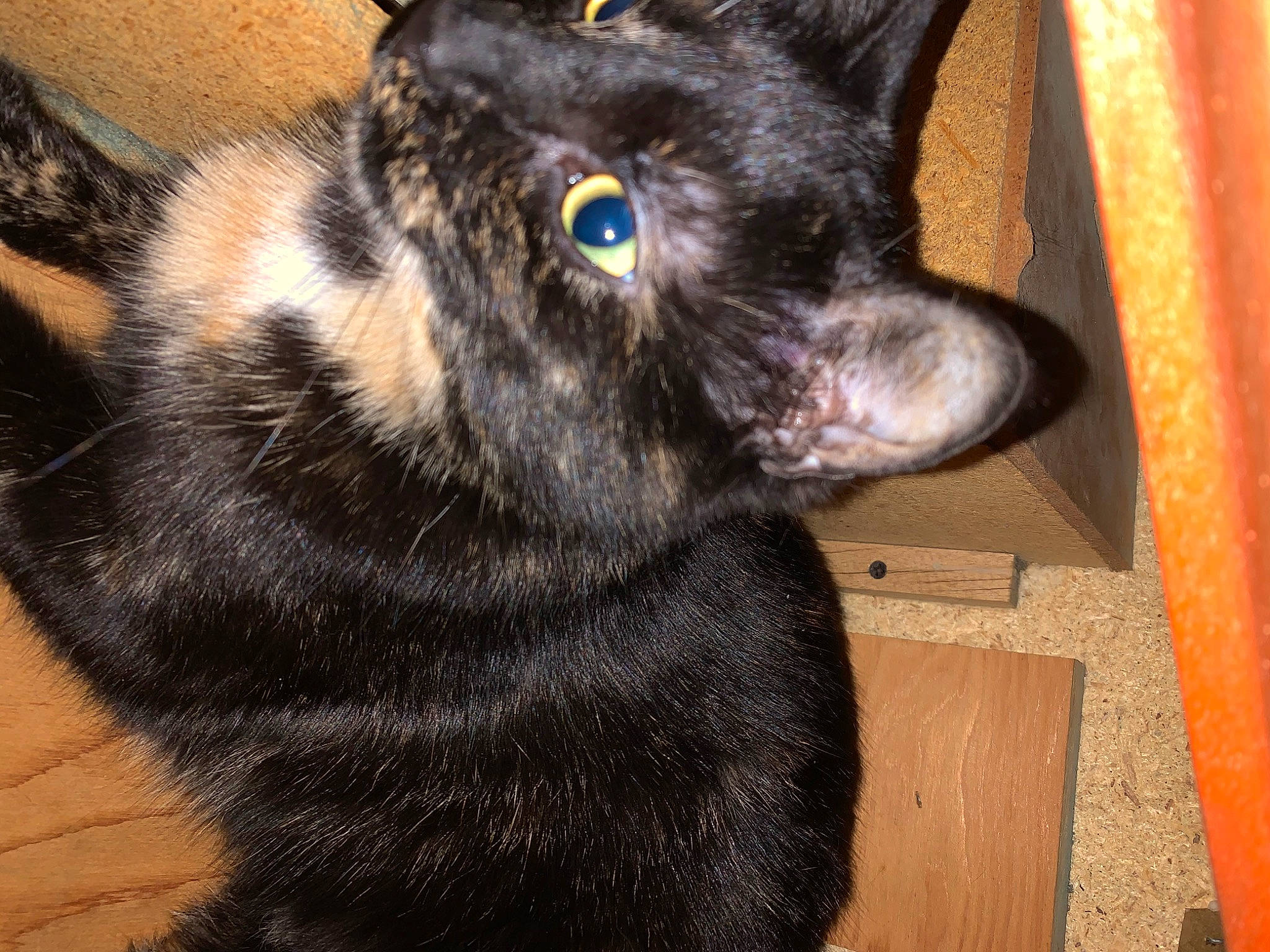 Francis is registered to the contest to win money with this photo: asian, black_cat, bombay, carnivore, cat, domestic_short_haired_cat, ear, european_shorthair, eye, felidae, fur, iris, kitten, mammal, polydactyl_cat, small_to_medium_sized_cats, snout, whiskers