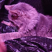 Bunnie joined the competition — help win amazing prizes! cat, feline, fluffy, whiskers, fur, plastic_bag, crinkled_plastic, purple_lighting, side_profile, close_up, portrait, ear, paw, indoor, resting, texture, soft, domestic_pet, black_plastic, bedding