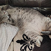 Tinnie is registered to the contest to win money with this photo: belly, blanket, cat, cozy, cushion, fabric, fur, gray_tabby, indoor, napping, patterned_blanket, paw, pet, pillow, relaxed, sleeping_cat, sofa, tail, upholstery, whiskers