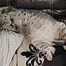belly, blanket, cat, cozy, cushion, fabric, fur, gray_tabby, indoor, napping, patterned_blanket, paw, pet, pillow, relaxed, sleeping_cat, sofa, tail, upholstery, whiskers