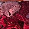 Tinnie is registered to the contest to win money with this photo: bed, blanket, cat, clothing, comforter, cozy, curled_up, feline, fur, grey_cat, household, indoor, nap, pet_hair, red_blanket, relaxed, shirt, sleeping, soft_texture, wooden_headboard