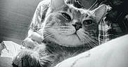 Tinnie joined the competition — help win amazing prizes! bed, black_and_white, cat, choker, close_up, cozy, feline, flannel_shirt, human, indoor, monochrome, nose, paw, person, pet, pillow, plaid_shirt, portrait, relaxed, whiskers