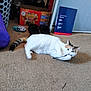cat, carpet, indoor, bean_bag, laundry_basket, box, slippers, folder, door, pet, playful, white_cat, tabby_cat, floor, object, animal, household, room, fur, cute