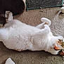 Akira is registered to the contest to win money with this photo: cat, white_cat, fluffy, lying_down, carpet, indoor, relaxed, playful, pet_toy, cat_tunnel, paws, fur, animal, domestic_animal, cute, resting, cozy, home, feline, pet