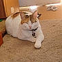 cat, calico, pet, indoor, carpet, floor, toy, raccoon_toy, relaxed, sleeping, collar, animal, feline, door, light, home, cozy, quiet, resting, domestic