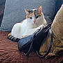 Akira is registered to the contest to win money with this photo: cat, calico_cat, couch, pillow, quilt, indoor, pet, feline, relaxed, fur, domestic_animal, brown, white, orange, striped_tail, leather_purse, textured_fabric, resting, household, cozy