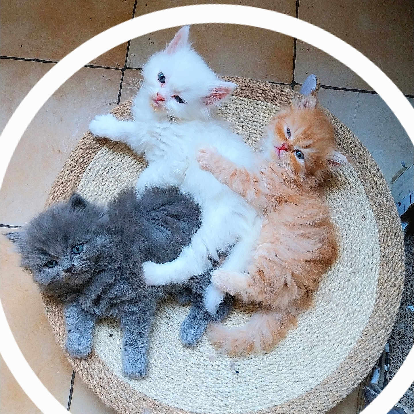 Bella Gucci Simba a rejoint le concours — aidez-le/la à gagner de superbes lots ! abyssinian, angora, animal, art, basket, canine, cat, dog, face, head, homedecor, indoors, kitten, manx, person, pet, photography, portrait, siamese, sleeping