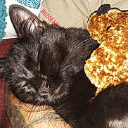 Groot joined the competition — help win amazing prizes! animal, beige_fabric, black_cat, close_up, comfort, cozy, cute, feline, fur, indoor, nap, patterned_pillow, pet, pillow, resting, sleeping_cat, soft_toy, stuffed_bear, tattooed_arm, whiskers