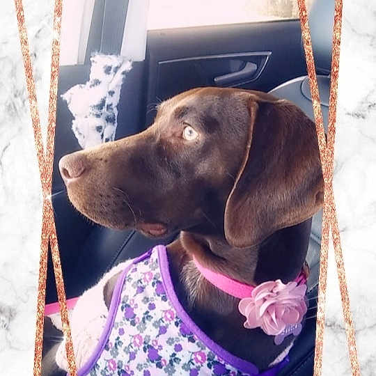 Peetie is registered to the contest to win money with this photo: brown, carnivore, collar, companion_dog, dog, dog_breed, dog_collar, dog_supply, fawn, linens, liver, magenta, pattern, pet_supply, purple, rectangle, snout, sporting_group, textile, working_animal