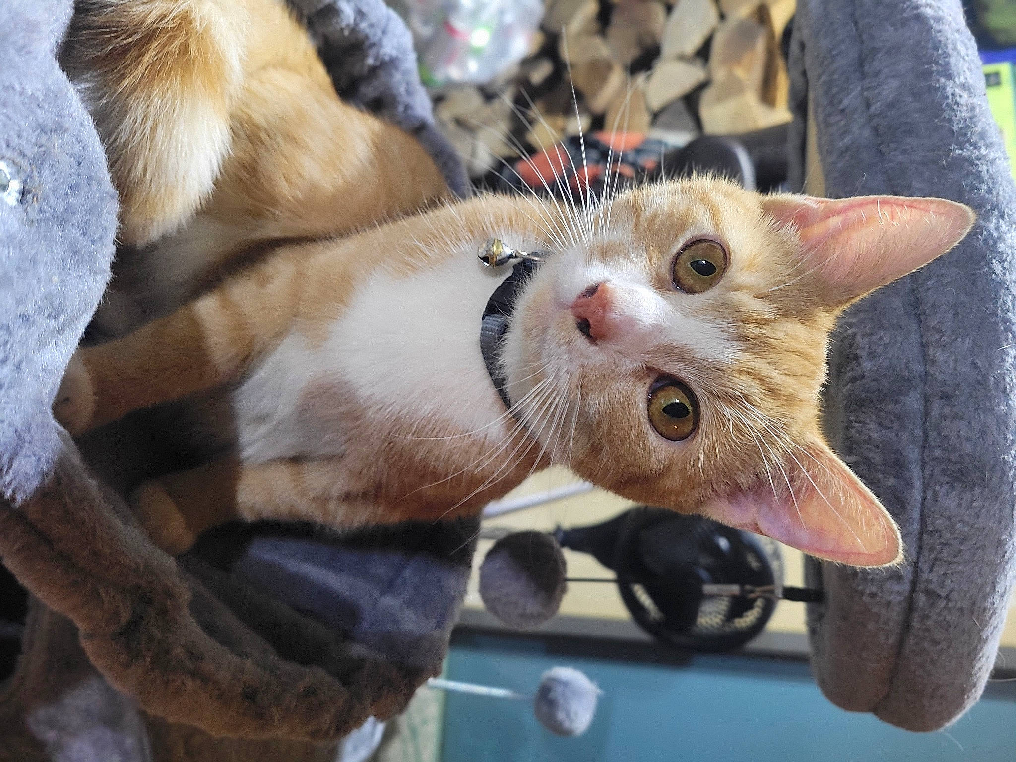 Matilda is registered to the contest to win money with this photo: carnivore, cat, claw, collar, domestic_short_haired_cat, ear, fang, fawn, felidae, fur, hat, paw, small_to_medium_sized_cats, snout, tail, thai, whiskers, wildlife, window, wrinkle