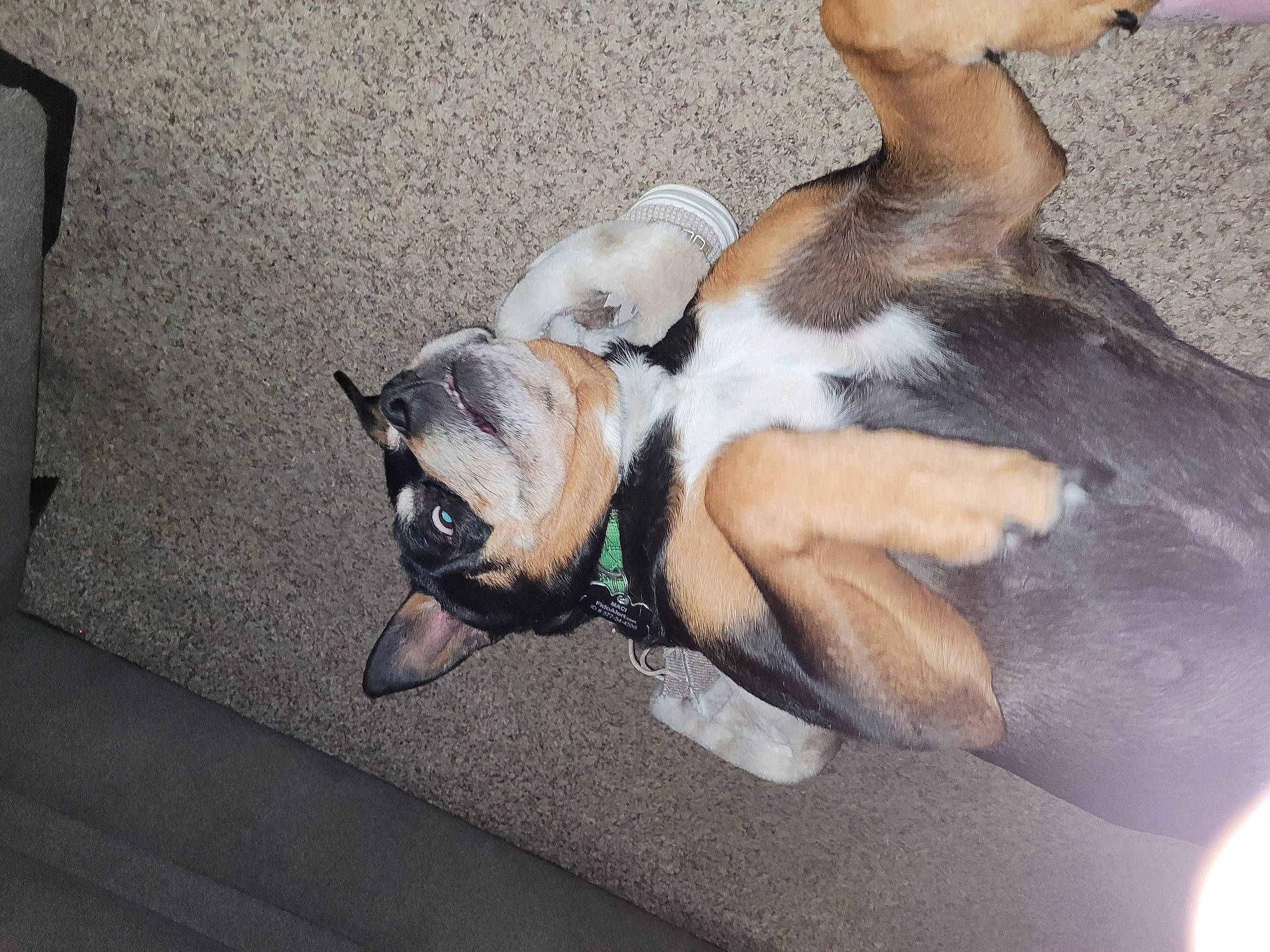 Maci is registered to the contest to win money with this photo: canidae, carnivore, comfort, companion_dog, dog, dog_breed, fawn, flooring, fur, human_leg, mammal, nap, non_sporting_group, paw, puppy, snout, sporting_group, tail, toy_dog, whiskers