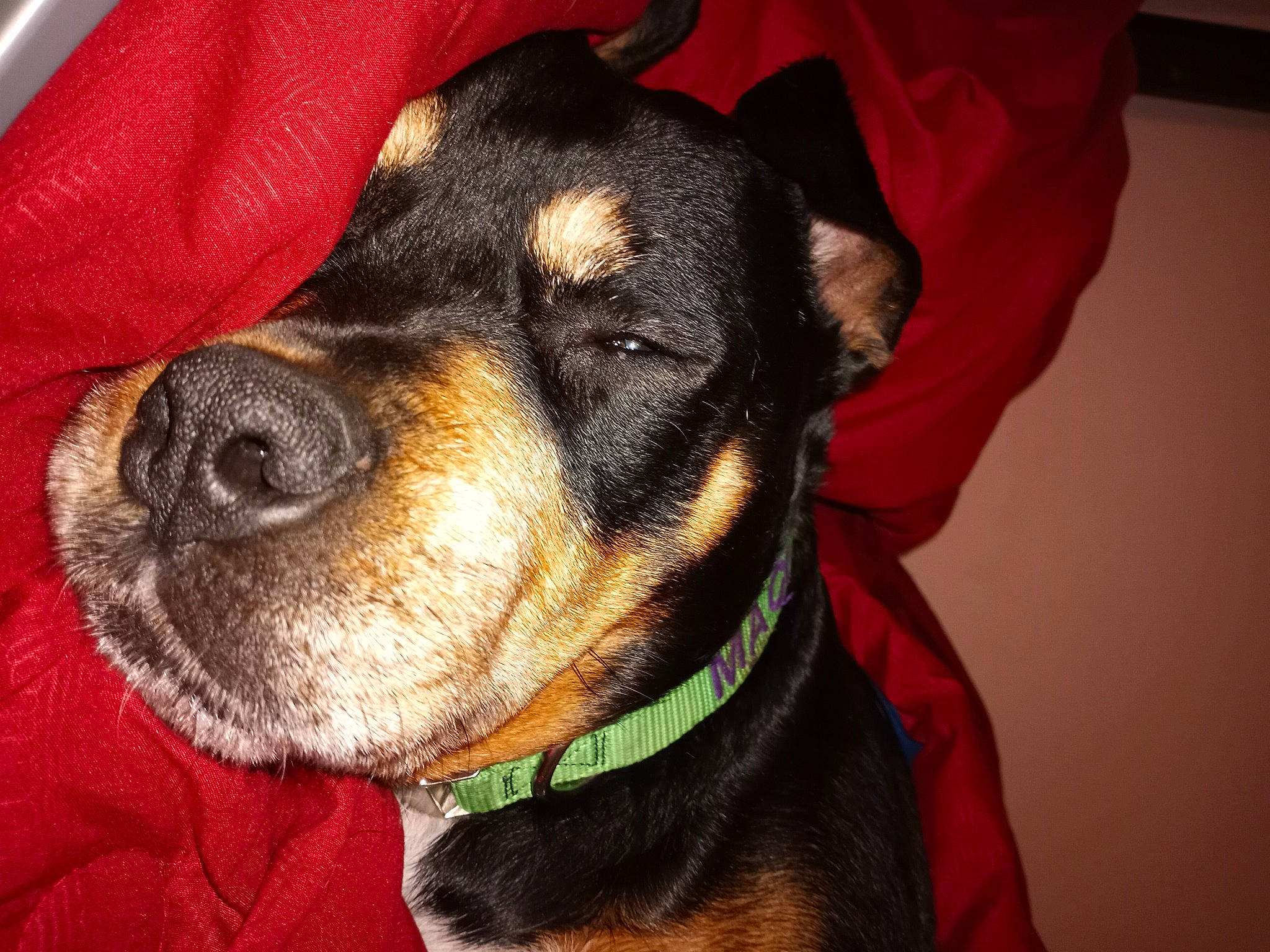 Maci is registered to the contest to win money with this photo: canidae, carnivore, collar, companion_dog, dog, dog_breed, dog_clothes, dog_collar, dog_supply, ear, fawn, fur, leash, pet_supply, rottweiler, snout, sporting_group, toy_dog, whiskers, working_animal