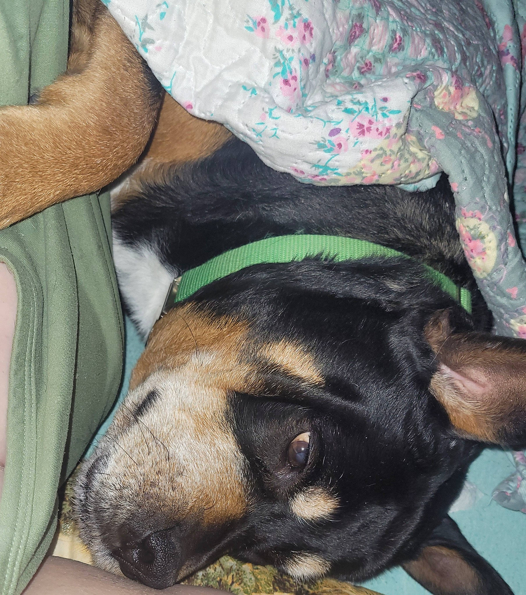 Maci is registered to the contest to win money with this photo: canidae, carnivore, collar, comfort, companion_dog, dog, dog_breed, dog_supply, fawn, fur, guard_dog, paw, pet_supply, sporting_group, working_animal, working_dog