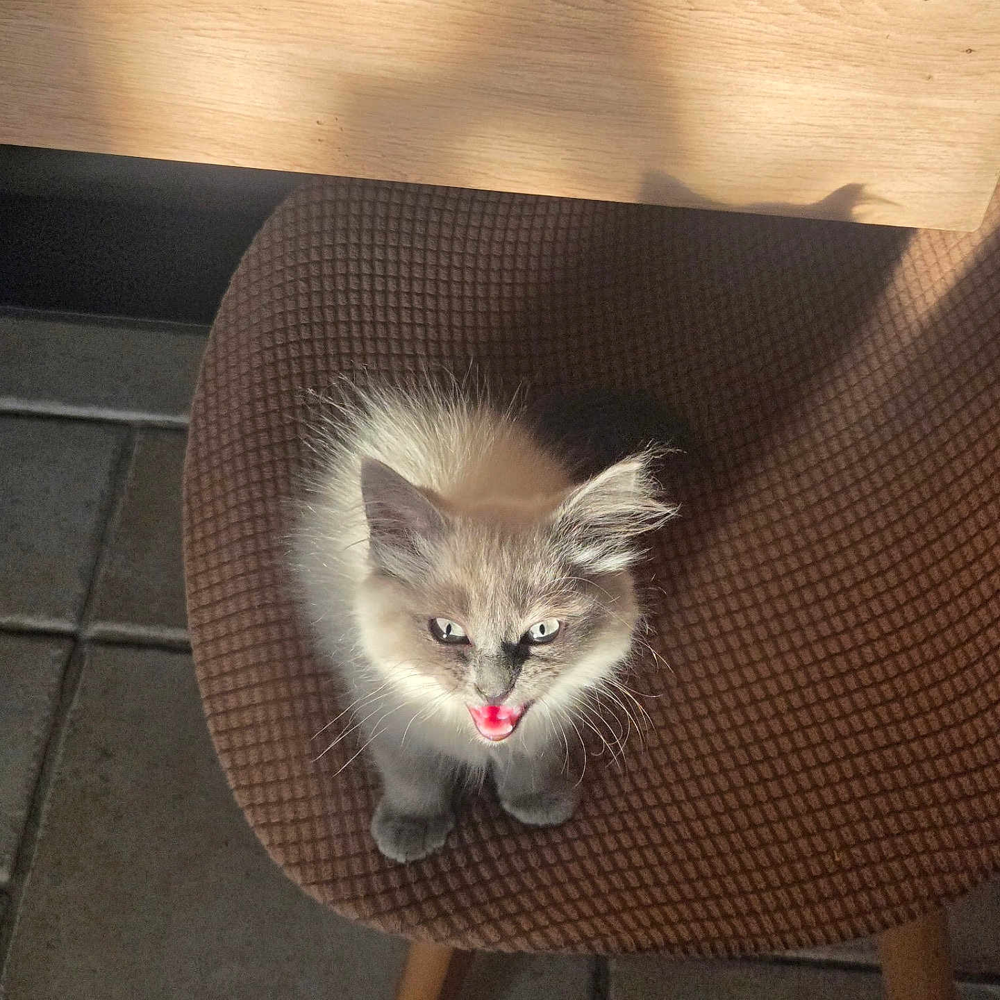 Bueno a rejoint le concours — aidez-le/la à gagner de superbes lots ! kitten, cat, chair, indoor, wooden_table, floor, tiled_floor, brown, furniture, pet, cute, animal, furry, small_animal, looking_up, whiskers, ears, paws, shadow, cozy