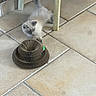 kitten, cat, playing, toy, cardboard, floor, tile, indoor, furniture_leg, curious, pet, small_animal, cute, fluffy, young, paws, whiskers, tail, home, light