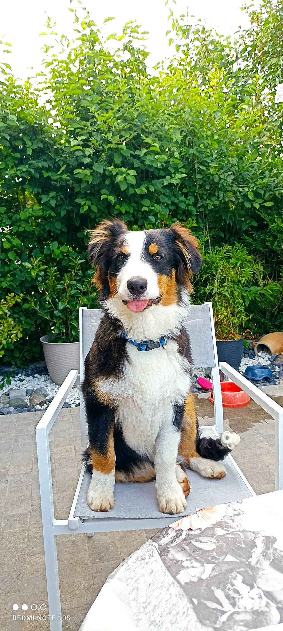 Sonny participe au concours pour gagner de l'argent avec cette photo : bernese_mountain_dog, canidae, carnivore, chair, companion_dog, dog, dog_breed, door, fur, giant_dog_breed, herding_dog, plant, snout, sporting_group, tree, working_dog